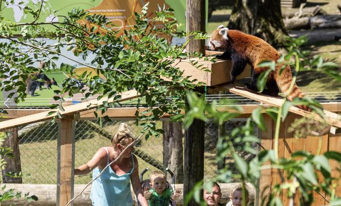 Red Panda Woods